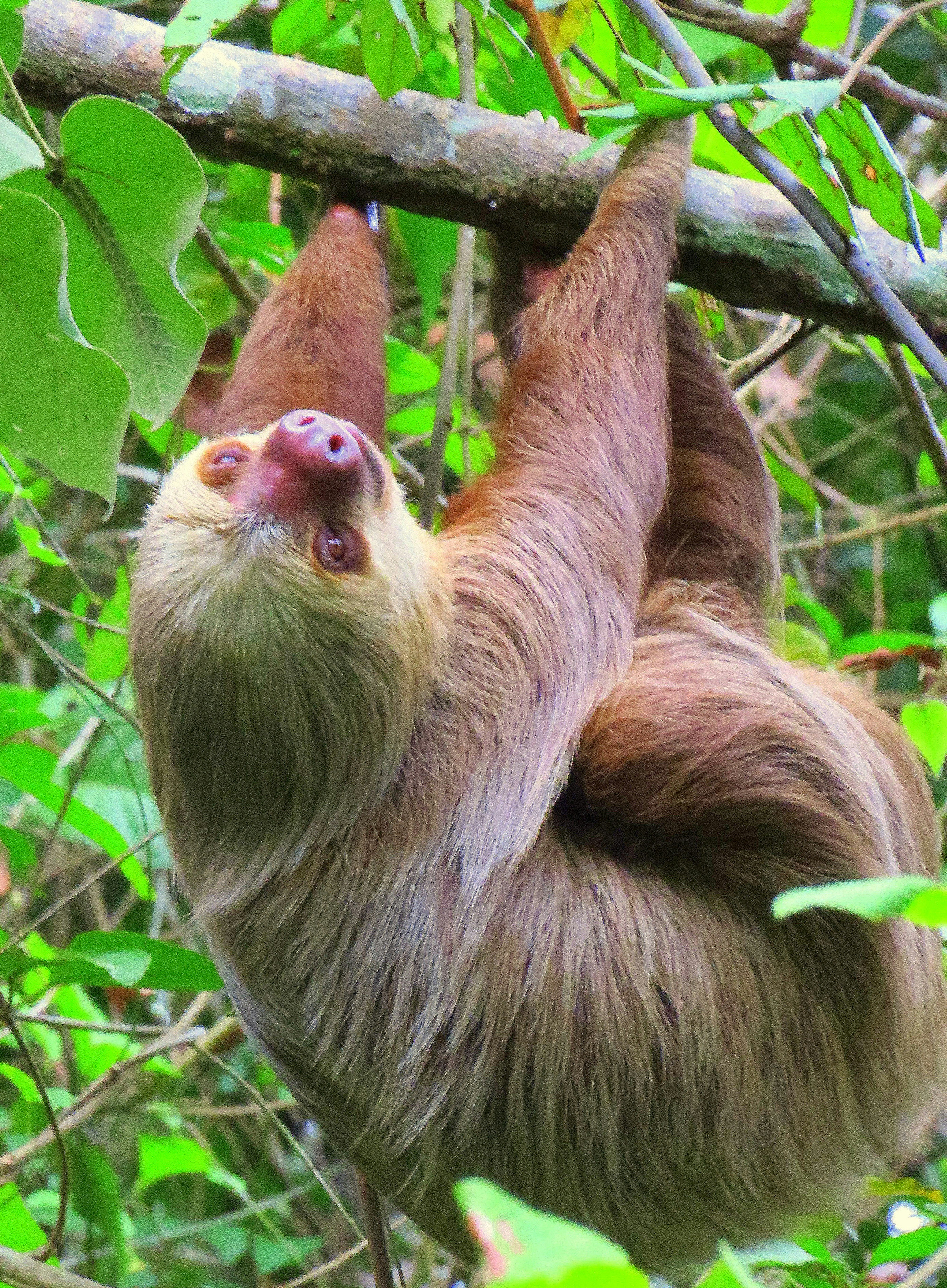 Sloth mother and baby spotted near Arenal Volcano